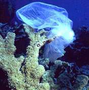 Plastic bag caught in coral